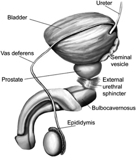 male ejaculation pictures